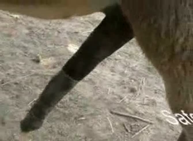 Video :Zoophilia porn video of a big horse dick